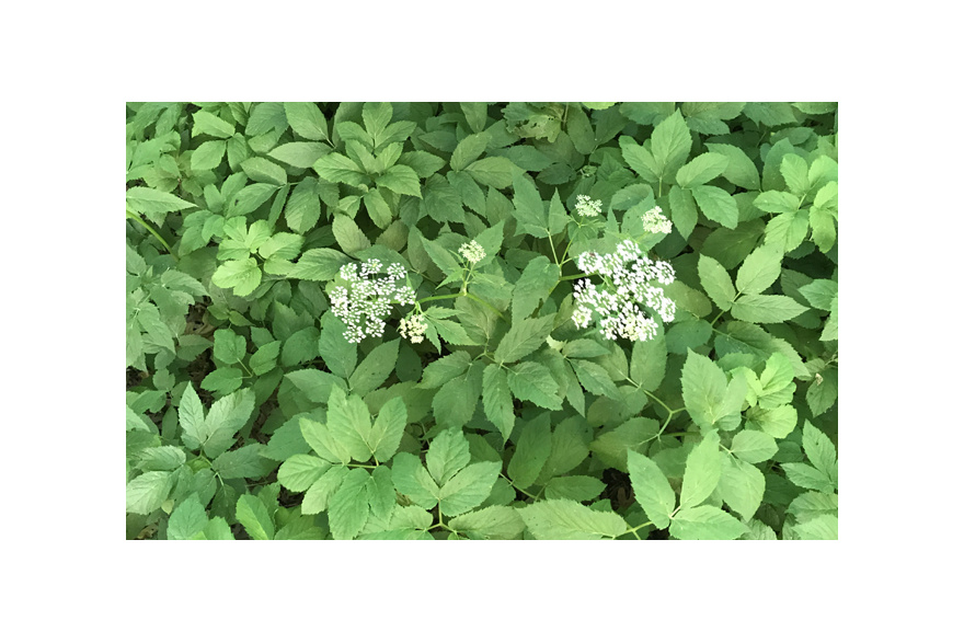 Herbe aux goutteux (développement racinaire)