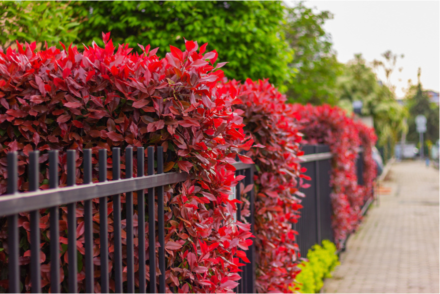 Photinia