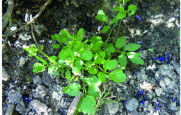 Cardamine hérisée