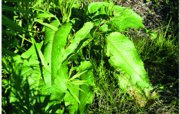 Rumex Crépu