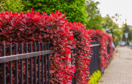 Photinia