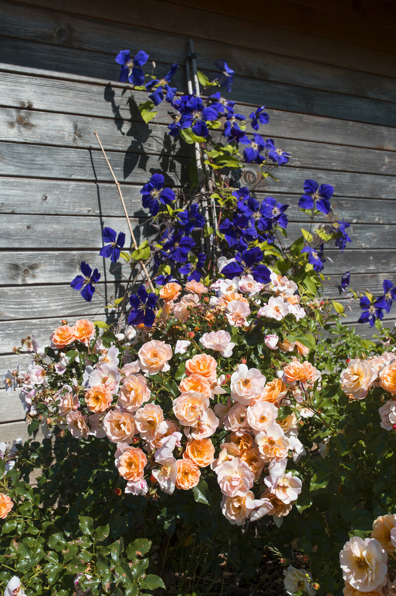 Rosier Daniel Moquet