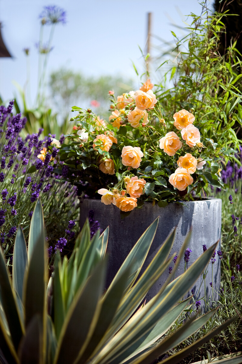 Rosier Daniel Moquet