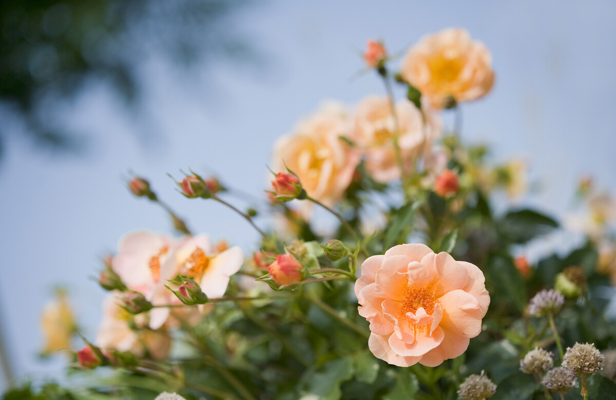 Le Rosier Daniel Moquet