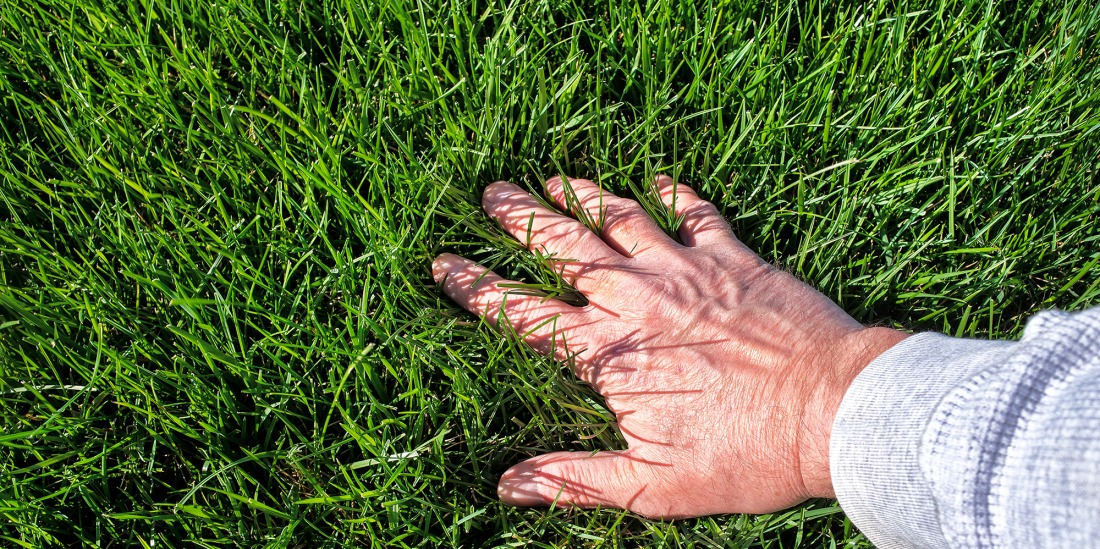 Une pelouse dense toute l'ann&eacute;e