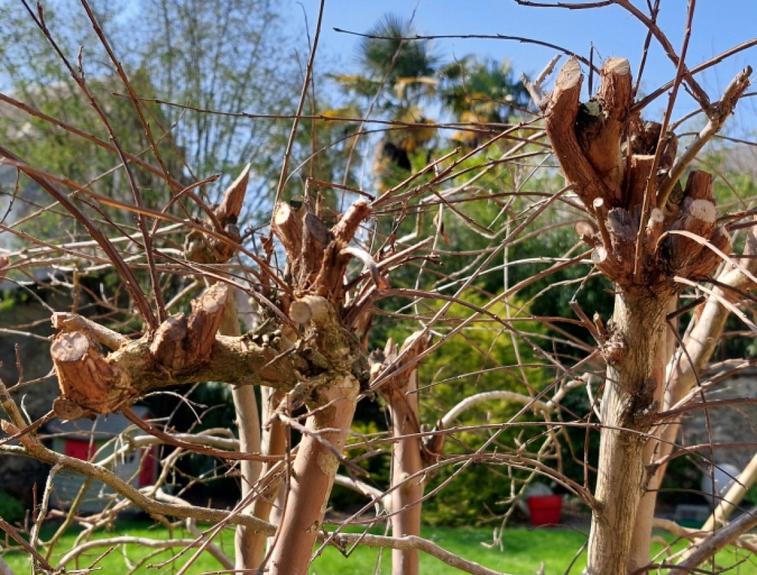 Taille des arbres fruitiers sp&eacute;cifiques pour booster vos fruits
