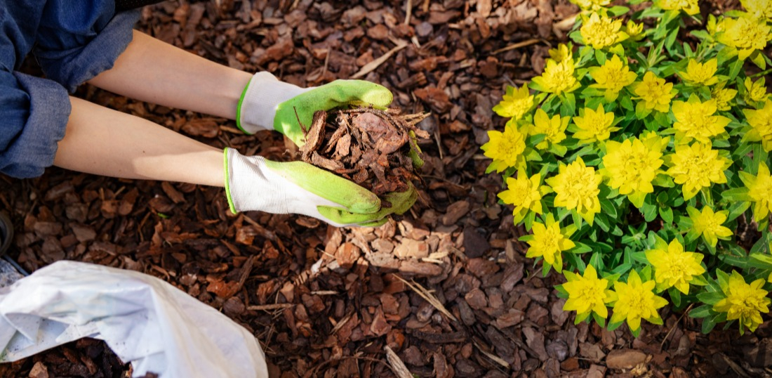 Le paillage, un moyen efficace pour prot&eacute;ger vos plantations