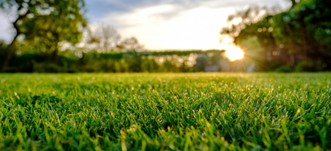Adapter le type de gazon selon votre climat