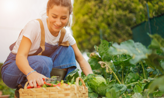 Cr&eacute;ation d'un potager