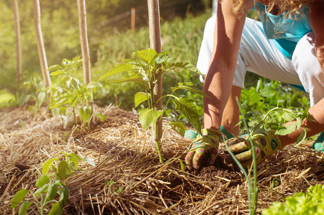 Etapes pour un potager r&eacute;ussi
