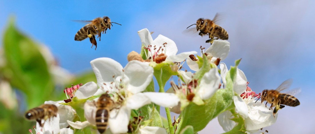 Poll&eacute;nisation