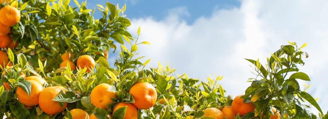 Douceur m&eacute;diterran&eacute;enne