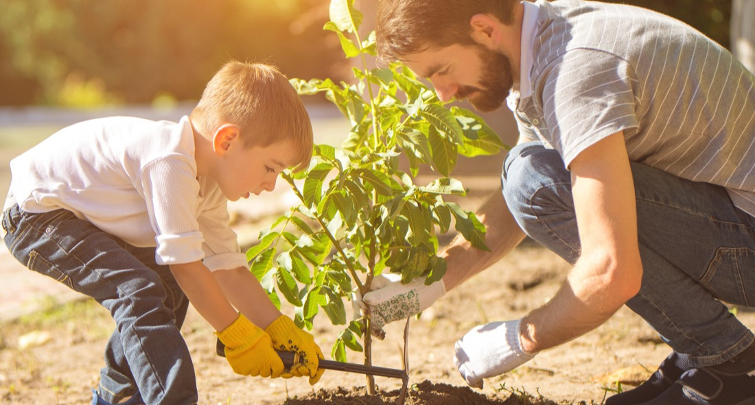 Ensoleillement et Plantation