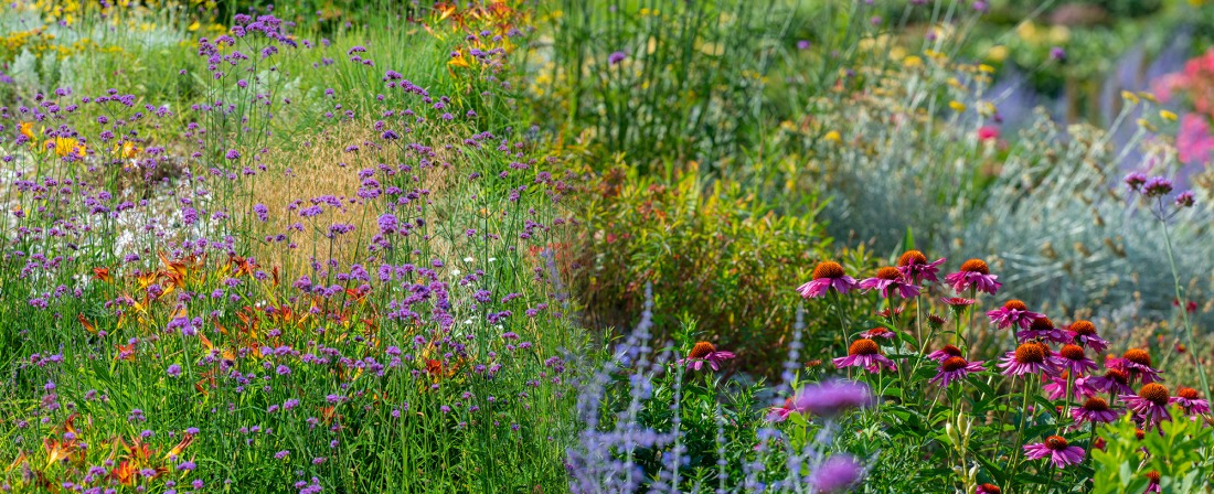 Les Vivaces colorées