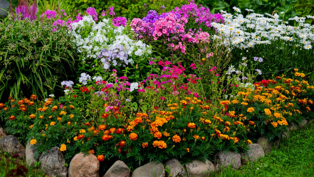 Gazania et autres floraisons