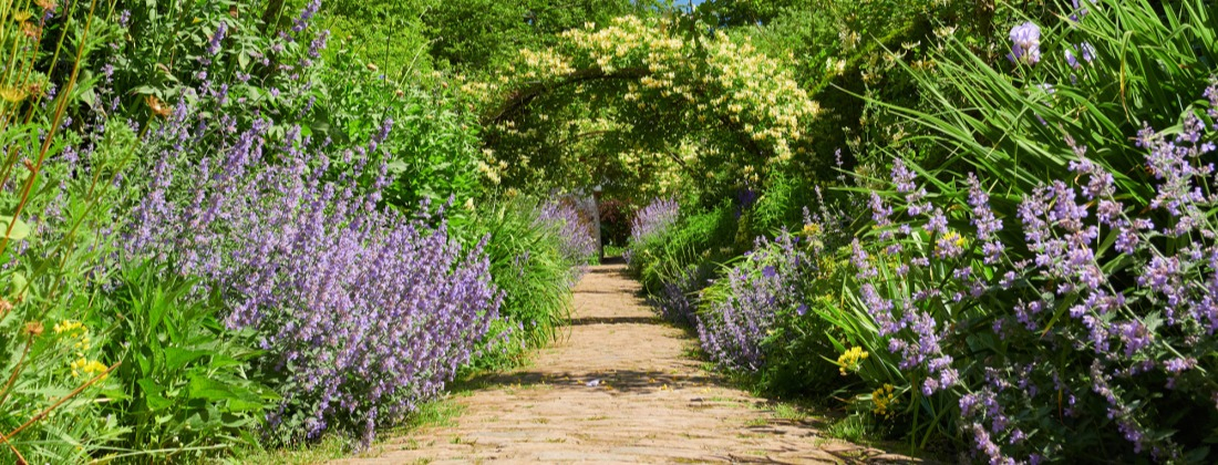 La lavande au jardin