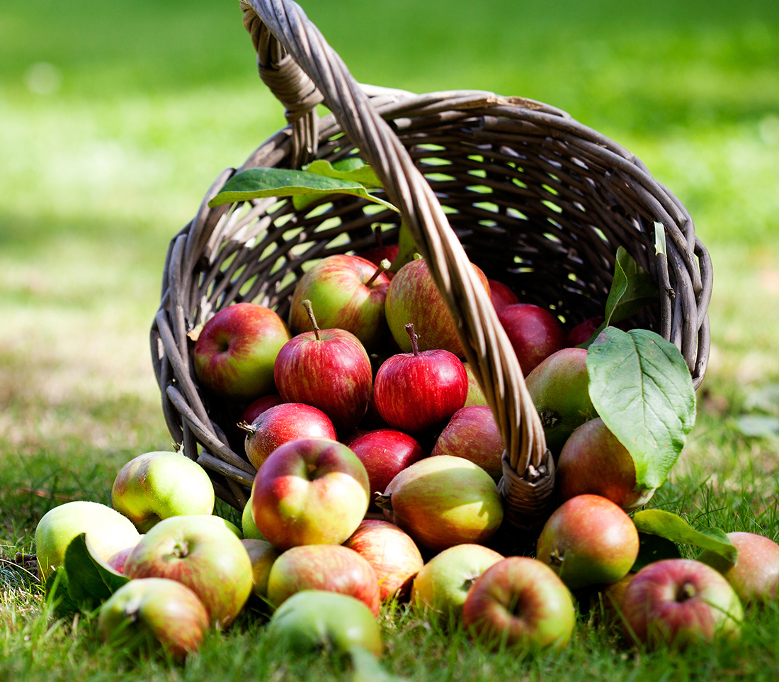 Garder vos arbres fruitiers en bonne santé