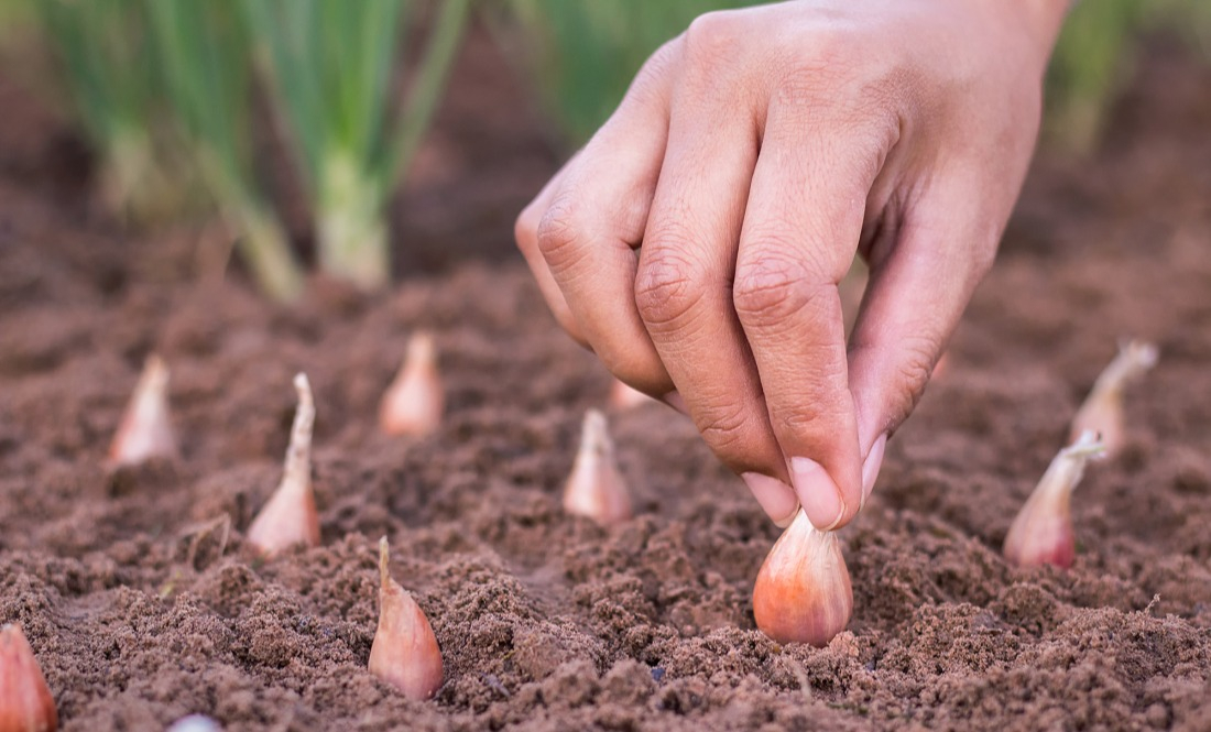 Planter des échalottes