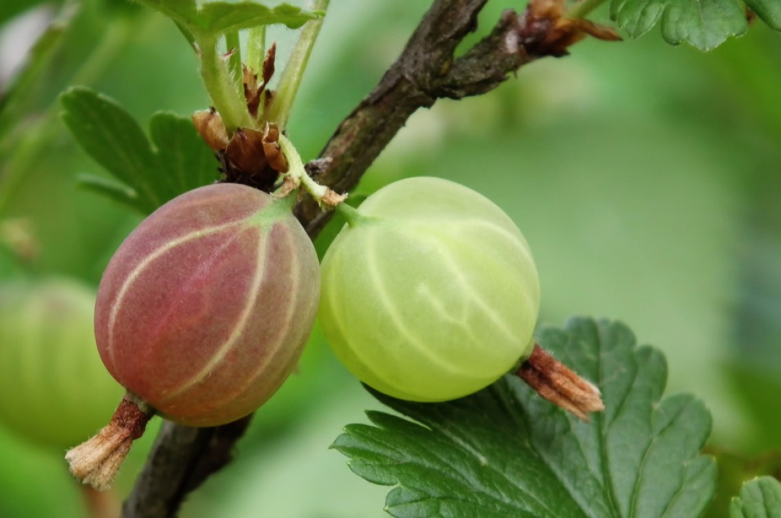 Arbres fruitiers
