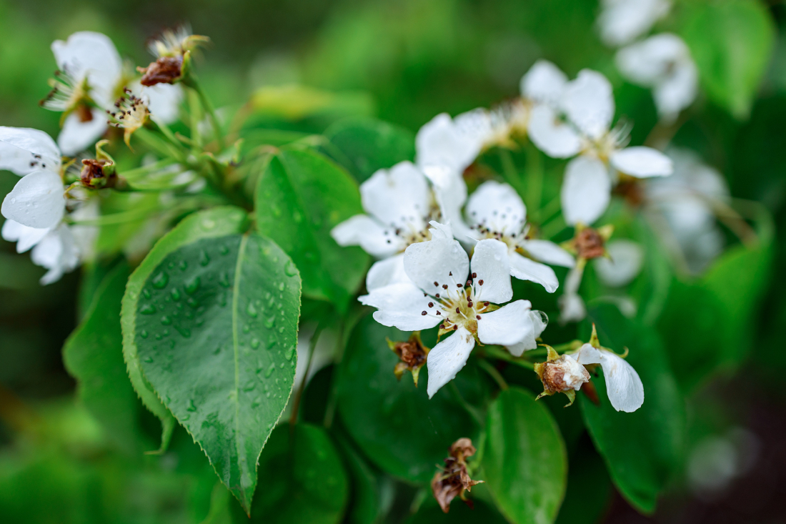 Entretien des arbres fruitiers