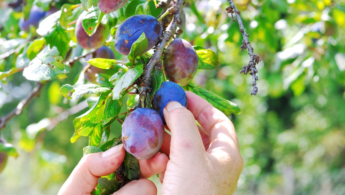 La taille des vos arbres fruitiers permet une fructification optimale