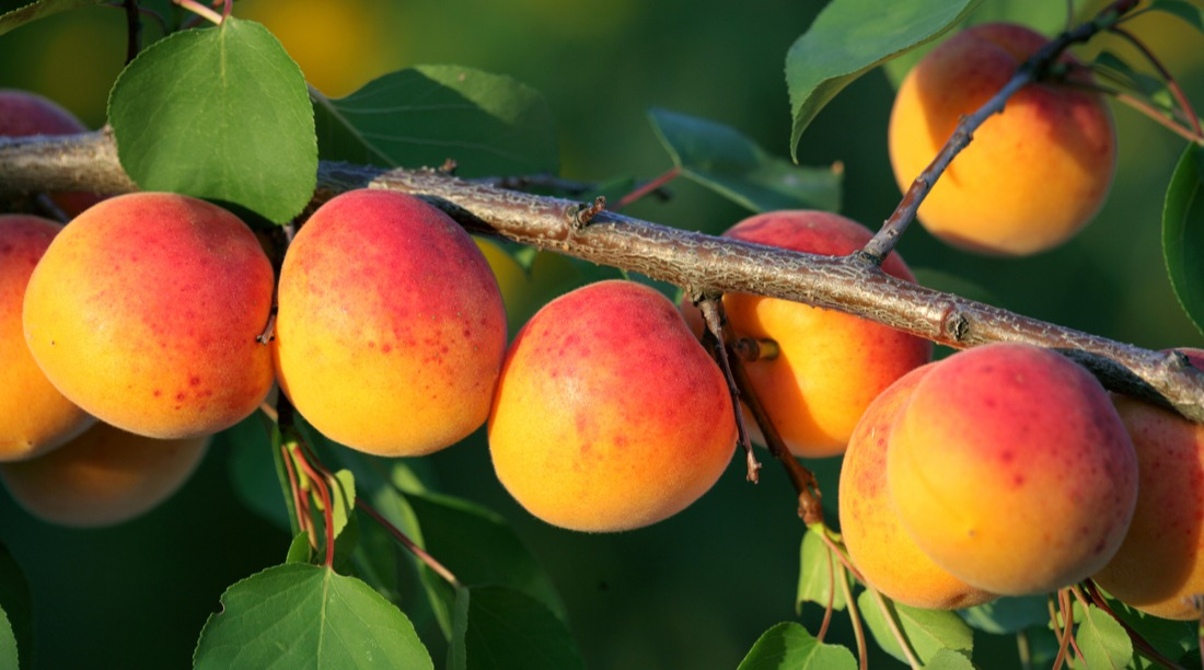 Le rendement d'un abricotier bien taill&eacute;