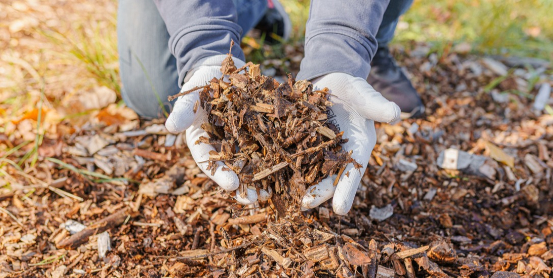 Le paillage apporte une protection naturelle &agrave; votre jardin