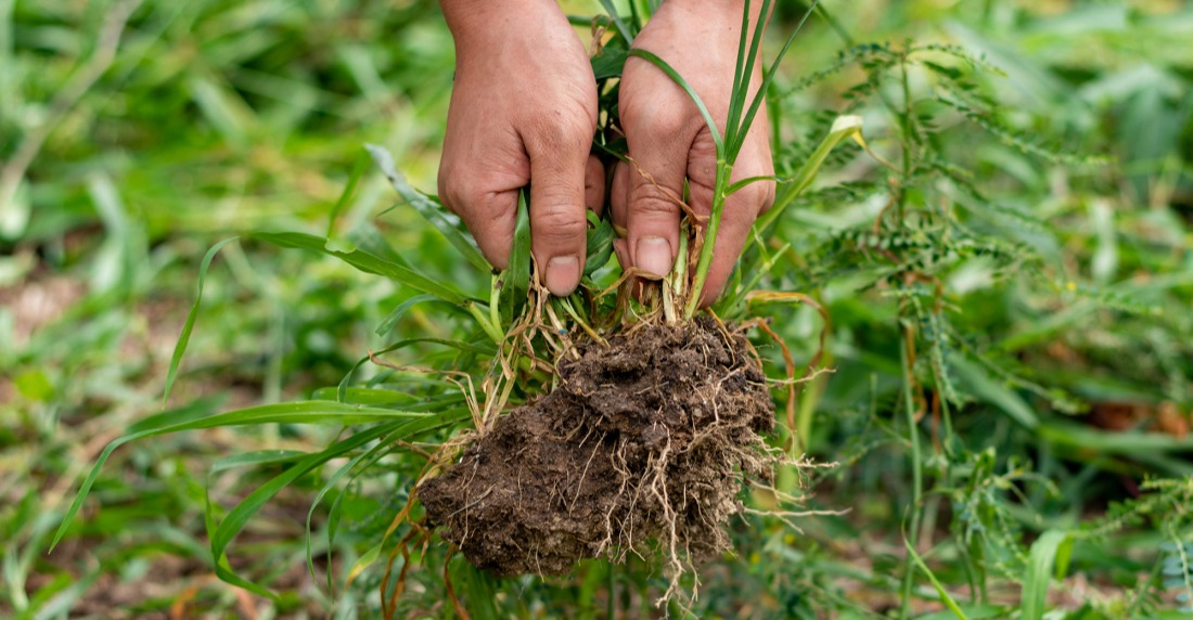 Les conseils jardin - Comment arracher les mauvaises herbes ...
