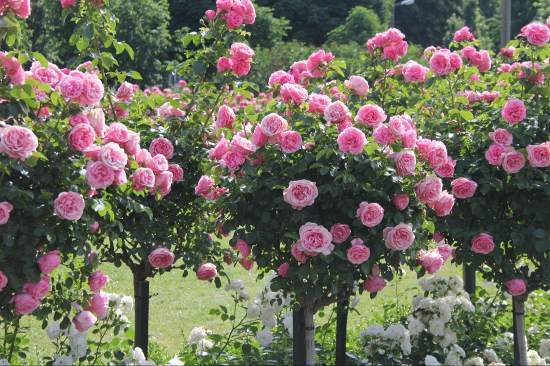 Tailler m&eacute;ticuleusement les rosiers