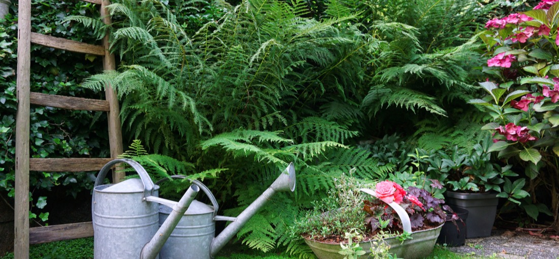 Exemple de belle plante vivace entretenue