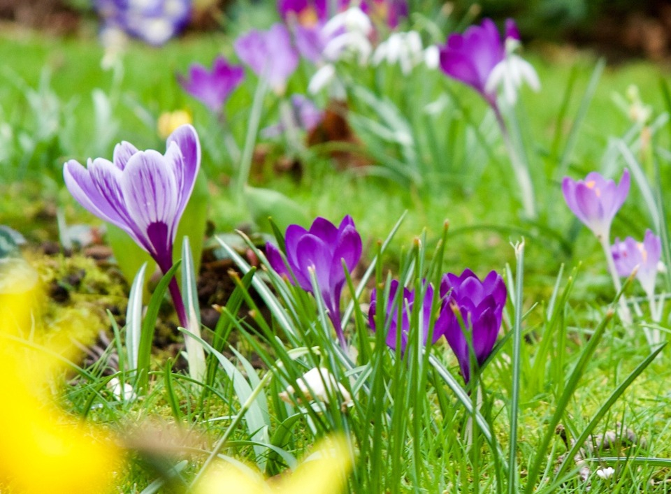 Le printemps c'est l'id&eacute;al pour entretenir ses plantes vivaces