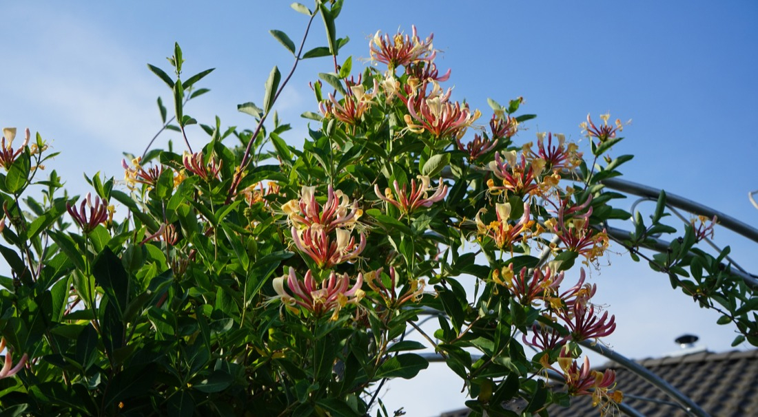 Autre vari&eacute;t&eacute; de plante grimpante et odorante - le ch&egrave;vrefeuille