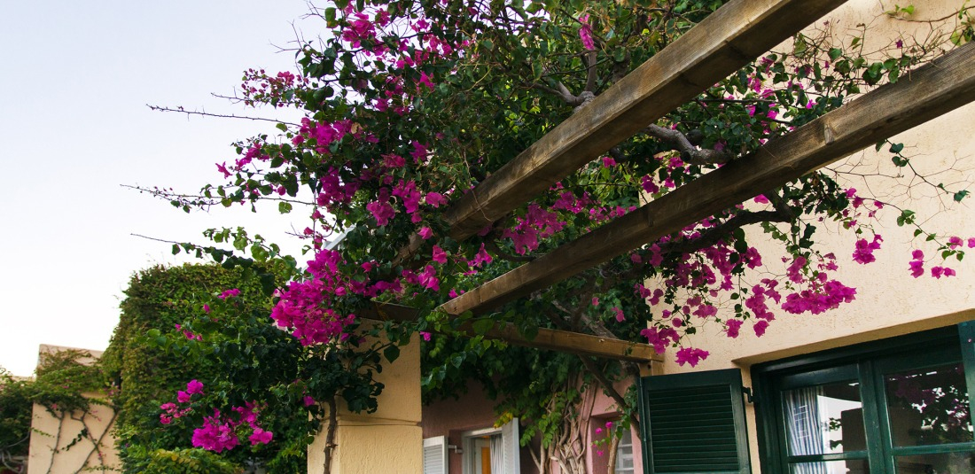 Belle plante grimpante et d&eacute;corative