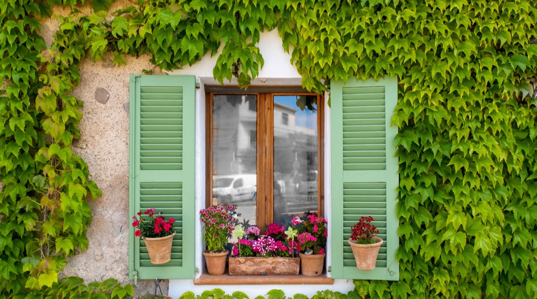 Fen&ecirc;tre fleurie sur le mur recouvert de lierre