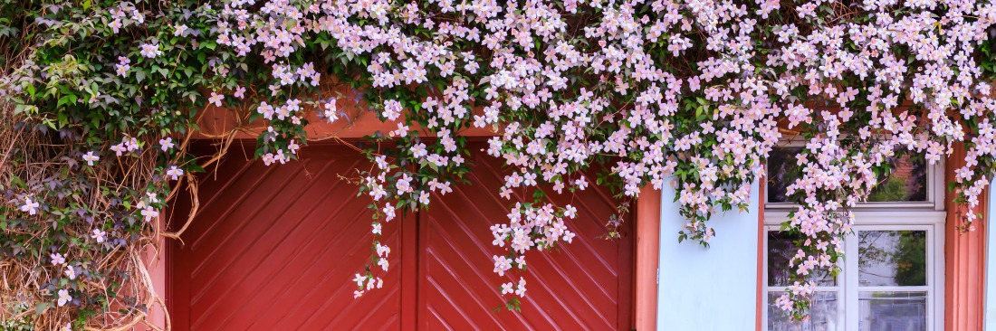 Des fleurs roses de Cl&eacute;matite pr&egrave;s du mur de la maison