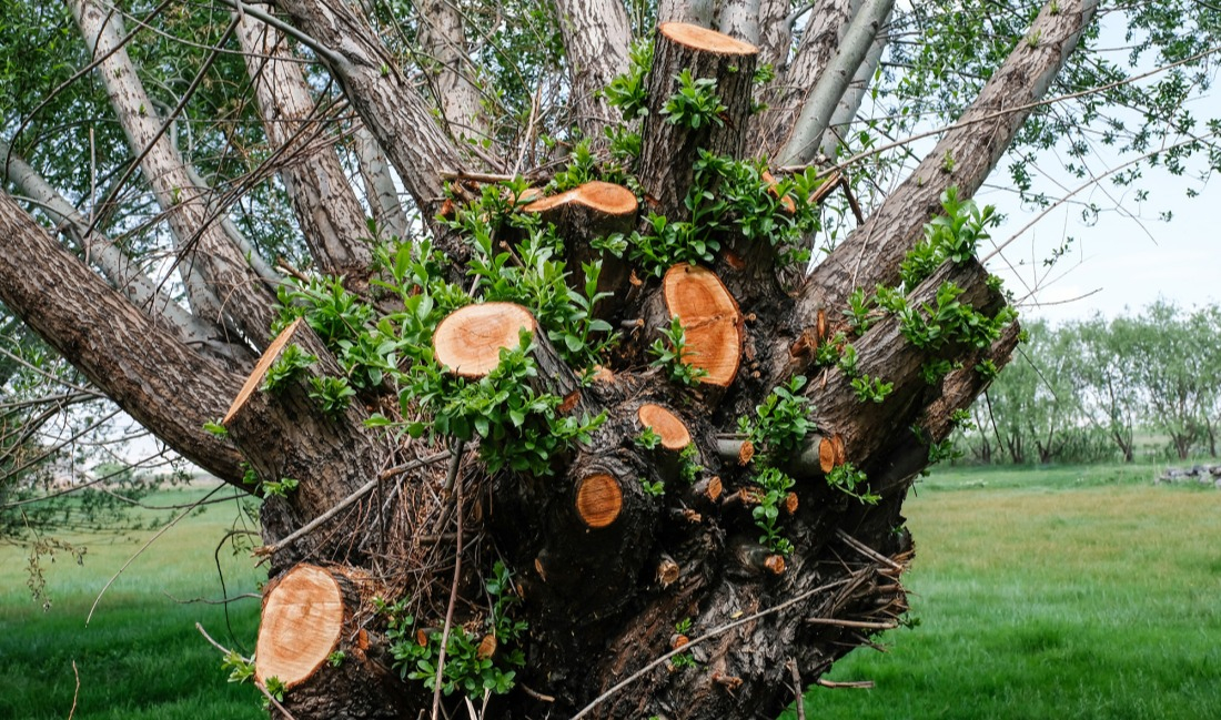 Étêtage arbre