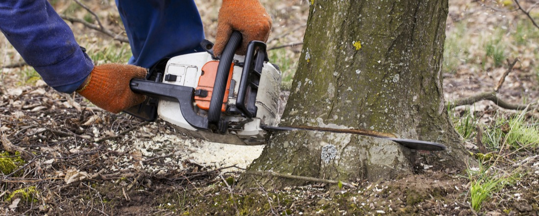 Abattage d'un arbre à la tronçonneuse