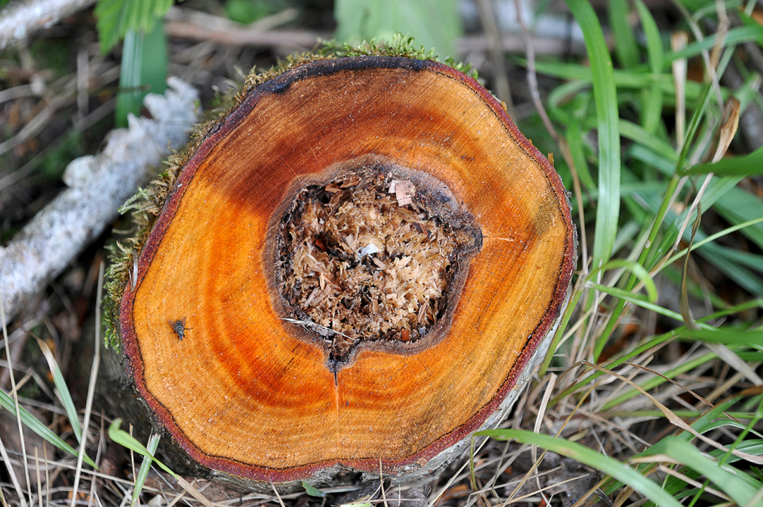 Souche d'un arbre abattu, noyau touché par maladie du tremble