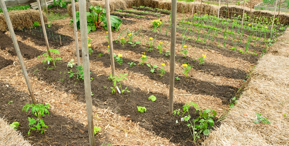 Une disposition de plants espac&eacute;e