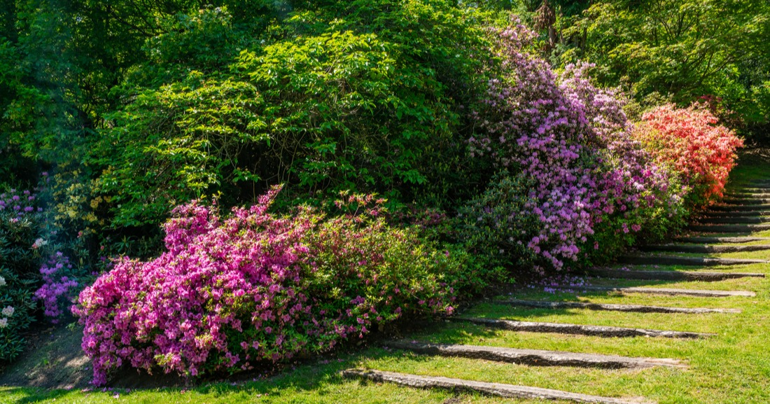 Massifs et parterres fleuris en &eacute;t&eacute;