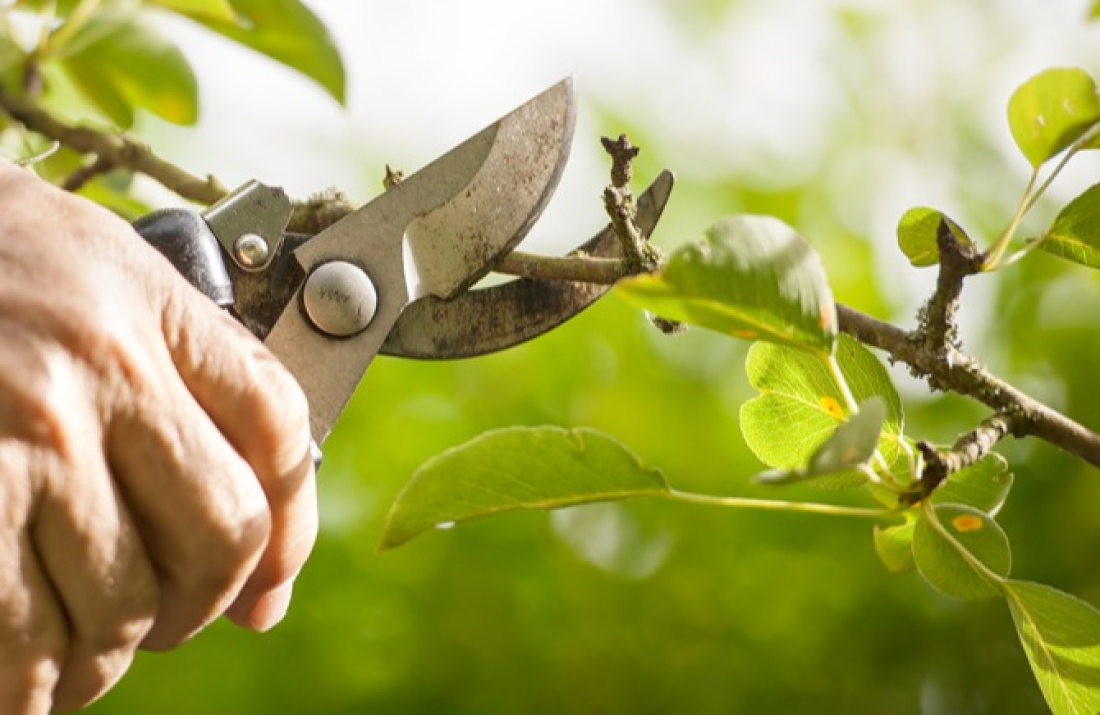 L'&eacute;tape de la coupe pour bien tailler votre haie