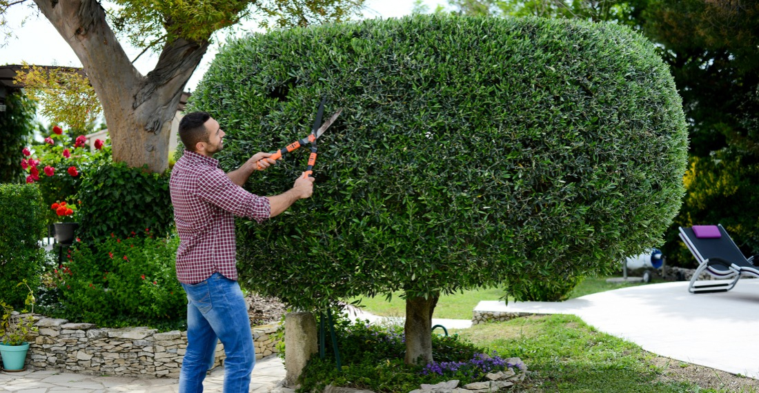 Une taille r&eacute;guli&egrave;re d'arbustes embelli votre jardin