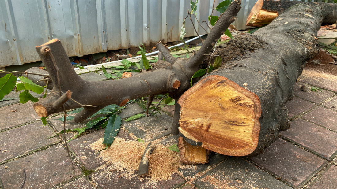 R&eacute;aliser la cicatrisation de l'arbre apr&egrave;s son &eacute;t&ecirc;tage