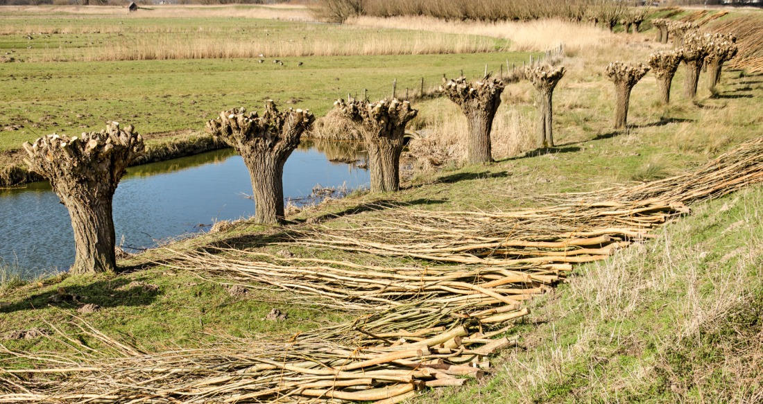 Étêtage nécessaire
