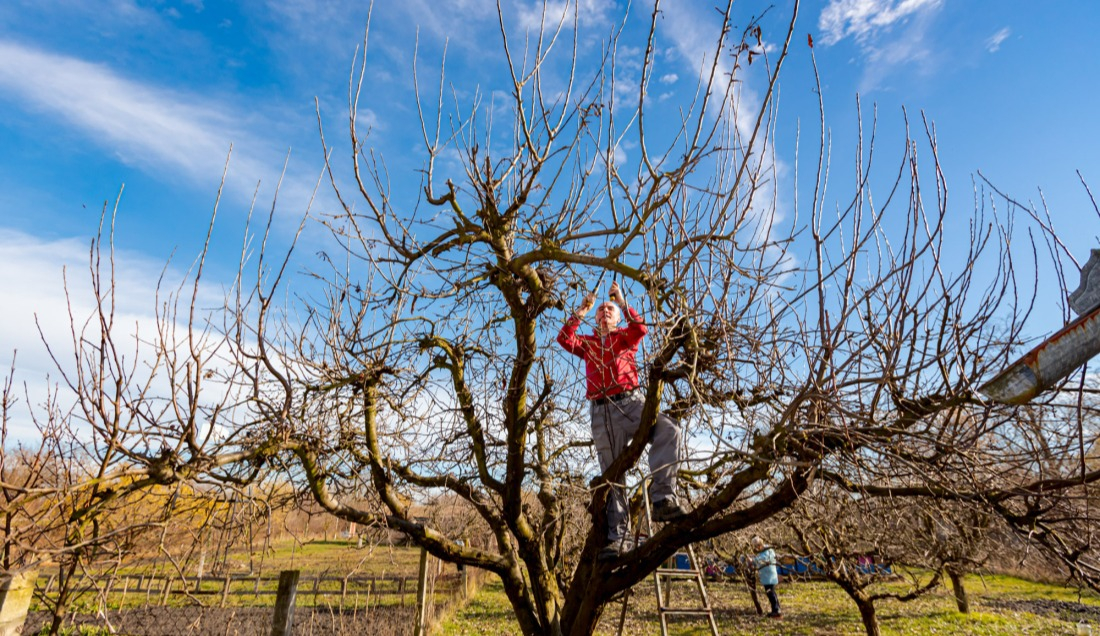 L'émondage est une opération délicate