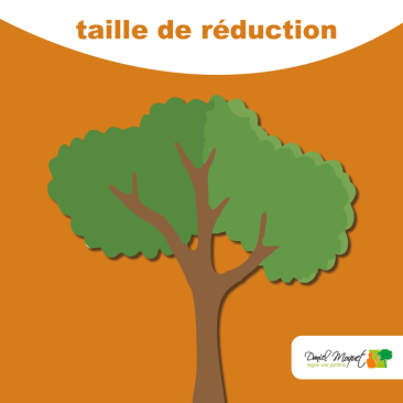 La taille de r&eacute;duction : une technique &agrave; ma&icirc;triser