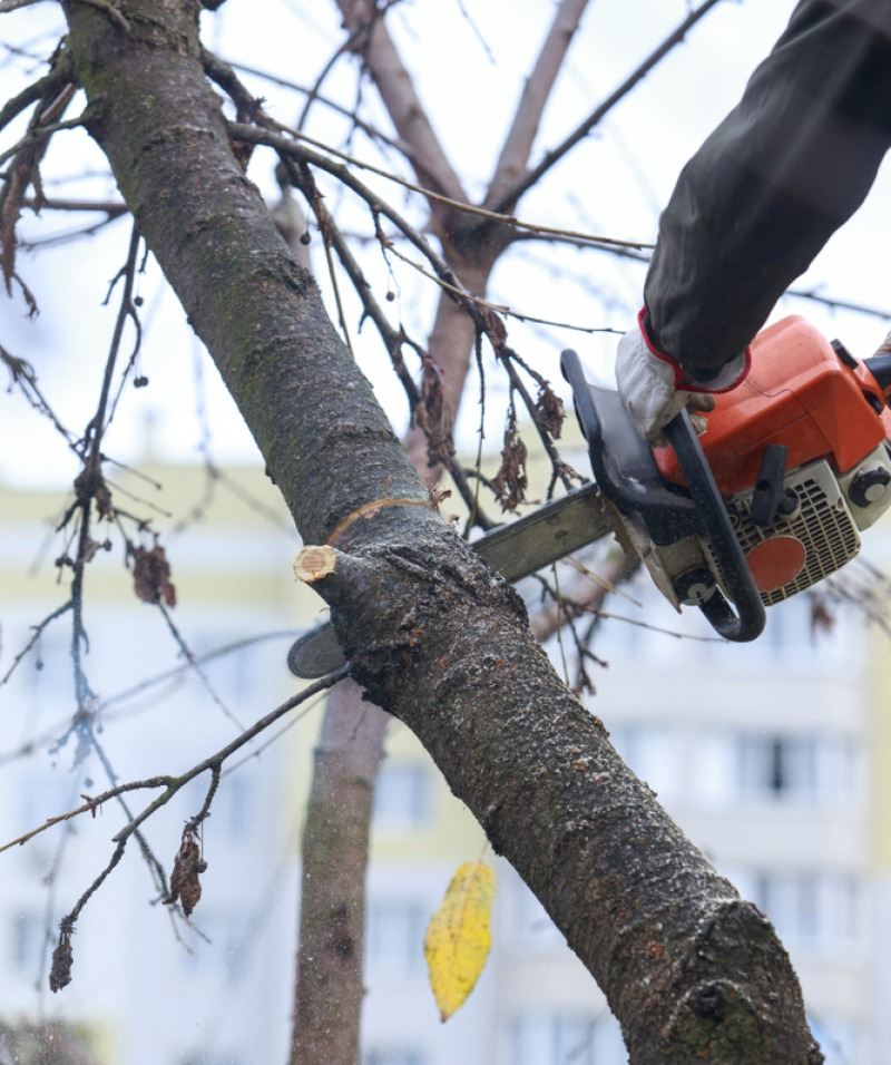 &eacute;laguer sans blesser l'arbre