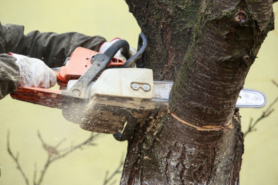 &eacute;laguer un arbre &agrave; la tron&ccedil;onneuse