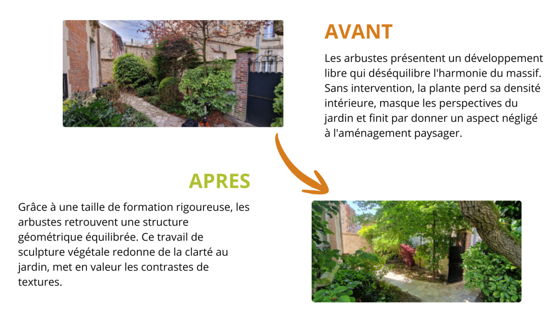 Taille d'arbuste avant apres