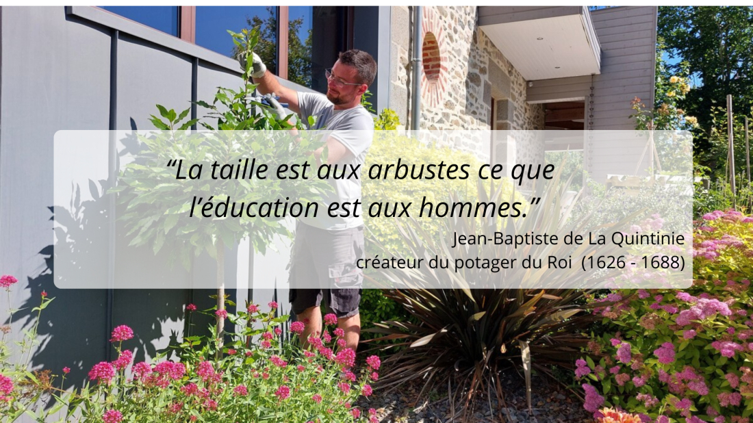 taille arbuste citation